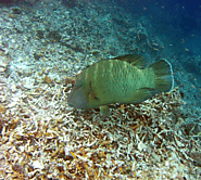 Napoleon Wrasse