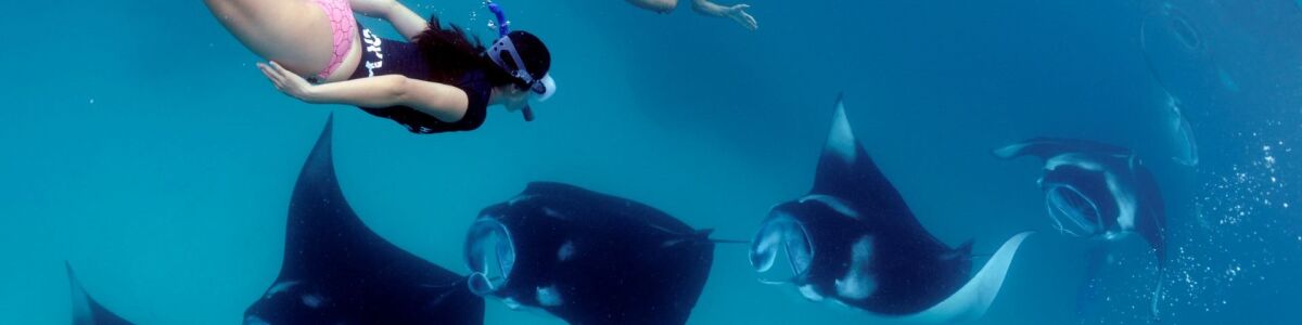 Listly top marine life to spot when snorkelling in maldives headline