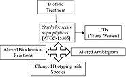 Antimicrobial Sensitivity of Staphylococcus Saprophyticus