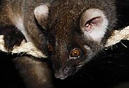 Website at https://reconpestcontrol.com.au/possum-removal/