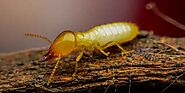 Termite Control Melbourne | Termite Inspection Melbourne