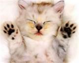 Do you know the top 5 poisons to cats? - News - Bubblews