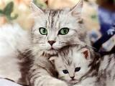 3 Facts you may not know about cats: Fact #1 - News - Bubblews