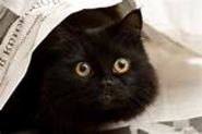 3 Facts you may not know about cats: Fact #2 - News - Bubblews