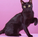 Bombay Cat Traits