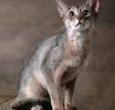 Traits of Abyssinians