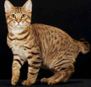 The American Bobtail Cat's Personality - News - Bubblews