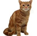 The American Shorthair Cat's Personality