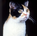 Traits of The American Wirehair Cat