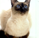 The Balinese Cat's Personality