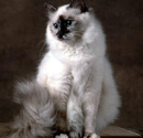 The Birman Cat's Personality