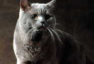 The British Shorthair Cat's Personality - News - Bubblews