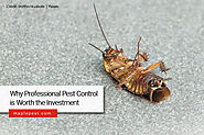 Why Professional Pest Control Is Worth the Investment - Maple Pest Control