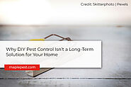 Why DIY Pest Control Isn’t a Long-Term Solution for Your Home - Maple Pest Control