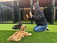 Puppy Training Long Island - K9 Mania Dog Training