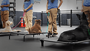 Board And Train New York - K9 Mania Dog Training