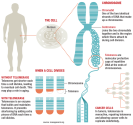 What Are Telomeres And How Could They Be Controlling Your Life?