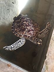 Green turtle