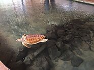 Loggerhead turtle