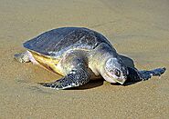 Olive Ridley turtle