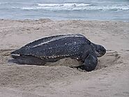 Leatherback turtle
