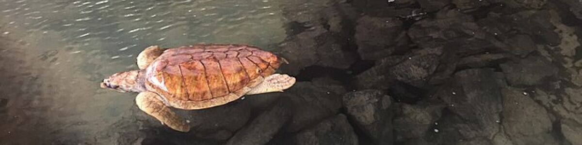 Listly amazing species of turtles to spot in ahungalla headline