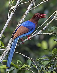 Sri Lanka Blue Magpie