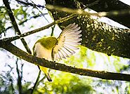 Sri lanka white-eye