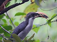 Sri Lanka gray hornbill