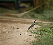 Red-wattled Lapwing