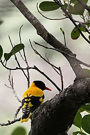 Black-hooded Oriole