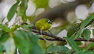 Common Iora