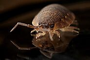 Bed bug control services in Melbourne | How they Feed & Live