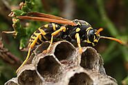 Wasp Removal Melbourne | Wasp Control Melbourne