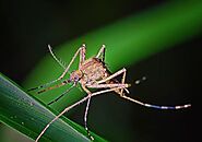 Website at https://reconpestcontrol.com.au/mosquitoes-control/