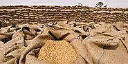 Best Wheat Suppliers, Exporters, & Distributors in Bulk Low Price - Agromer