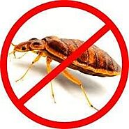 Best Pest Control Services in Bengaluru | Pest Control Bangalore