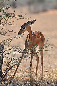 Gerenuk