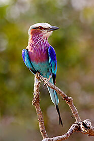 Lilac-breasted roller