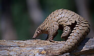 Pangolin