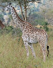 Rothschild’s giraffe