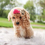 Cavapoo vs. Cockapoo: Which One Is Right for You?