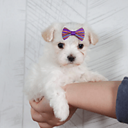 6 Fascinating Facts About Bichon Frise Puppies Every Dog Lover Should Know