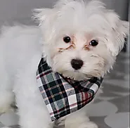 Styling Your Maltese: A Comprehensive Guide to Best Haircuts