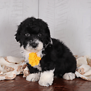 Before You Bring Home A Mini Aussiedoodle: Top 5 Must-Know Facts