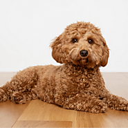 Tackling Early Behavior Challenges: A Training Guide For Cavapoo Puppies