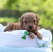 How To Socialize Your Miniature Goldendoodle Puppy: Tips And Techniques