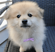 https://happytailpuppies.com/blogs/news/nourishing-your-pomeranian-finding-the-best-food-for-optimal-health