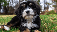 How to Choose the Right Miniature Bernedoodle Puppy for Your Lifestyle