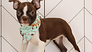 Tips for Teaching Commands to Your Boston Terrier Puppy